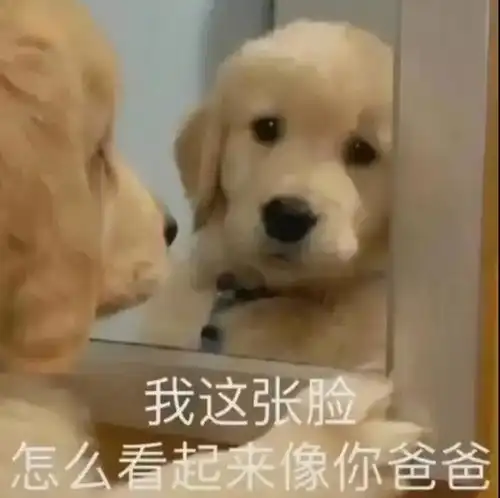  表情包,你与清风明月一样,都是小宝藏