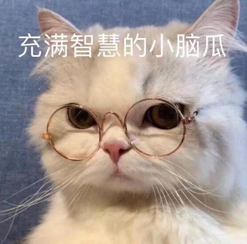 动漫猫咪卖萌表情包反抗