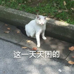  蛤,你竟然还没有苏大猫的专属斗图表情包