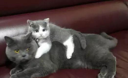  小奶猫刚到家,就趴在蓝猫背上不愿下来,蓝猫的表情亮了