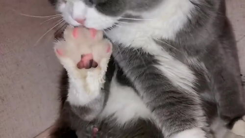  猫咪不停的舔着自己的小脚丫,那专注的小表情,把主人笑坏了