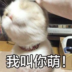 你食屎啦表情包猫咪