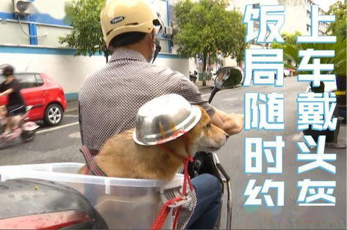 自制微信表情包可爱头盔