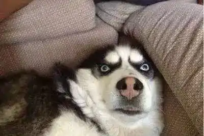  告诉你一个秘密,也许你家的宠物或许比你还有音乐细胞