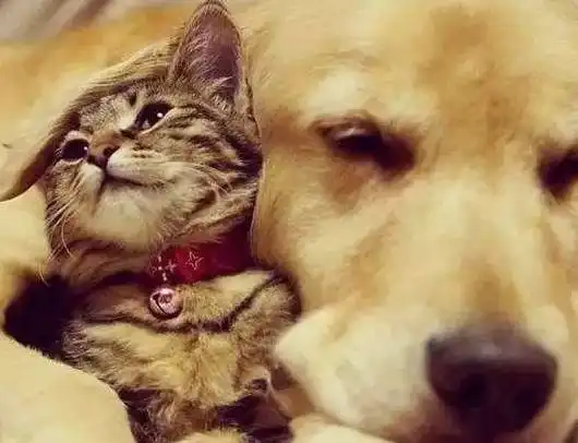  俗语男不养猫,女不养狗,有什么说法养宠物的人不妨看看
