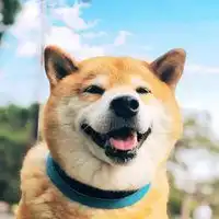  柴犬微笑表情包微信头像图片大全