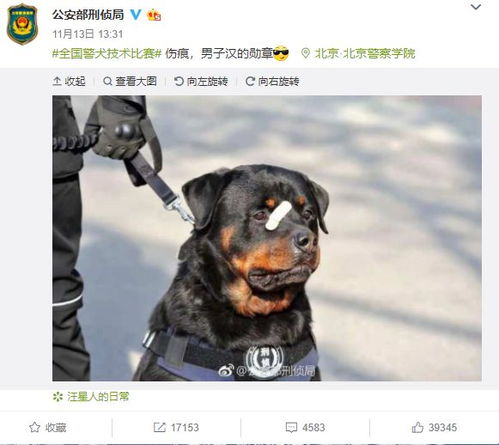  真是又萌又刚被一只狗帅到网友这是男子汉的勋章