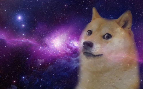  爆火全球的表情包doge原型去世,从险些被安乐死,到狗界网红顶流的传奇柴犬