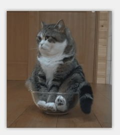  这只猫是什么品质,求解