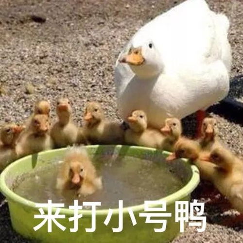 冲鸭类似的表情包水果
