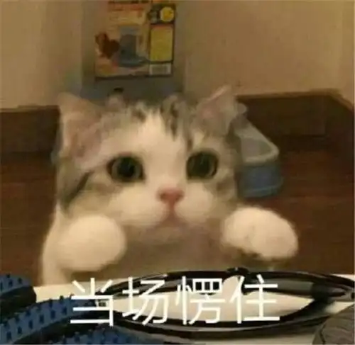  高频率使用的猫咪表情包第一期