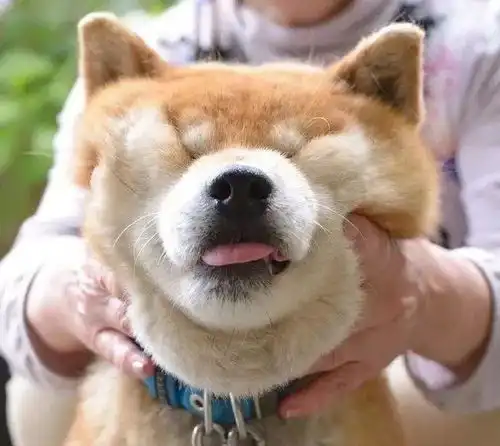  柴犬就是行走的表情包,又蠢又萌又可爱,果真颜值即是正义