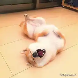  万用表情包超萌的吃货柴犬,看完下辈子就决定当阿柴了
