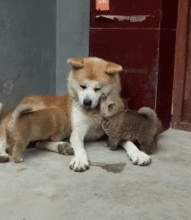  柴犬爸照顾狗宝宝,却是愁眉苦脸的表情,看了小狗颜色就明白了