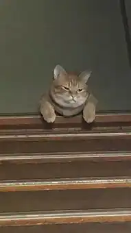  主人晚了回家喂猫,一进门就感受到事态严重