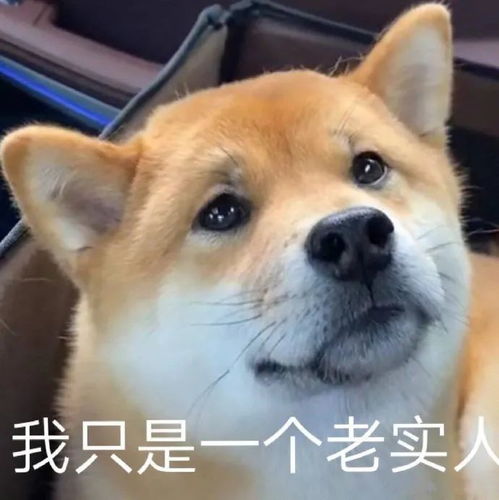  沙雕表情包我只是一个老实人