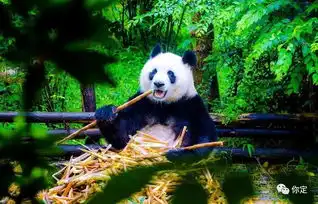  都是一个个的呆萌至极的表情包