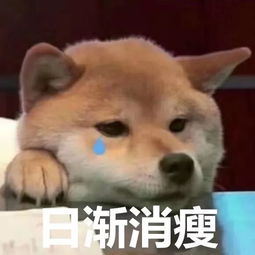  邵阳猪肉价格一路飙升,排骨价格1斤35元
