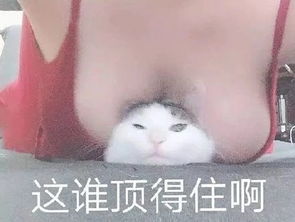  这谁顶得住啊表情包