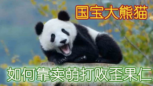  歪果仁我好想要,可是我们喂不起呀看我们的熊猫宝宝如何吃穷歪果仁的