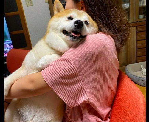 女友抱着柴犬看电视,它还一脸得意的表情羡慕吧,气死你 女友抱着柴犬看电视,它还一脸得意的表情羡慕吧,气死你