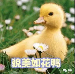  成都医美月关晓彤居然和鹿晗老出了夫妻相