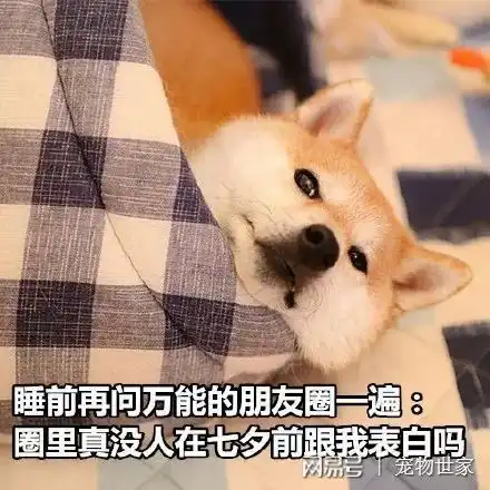  七夕单身狗表情包大盘点之二柴犬单身狗的日子你们懂吗