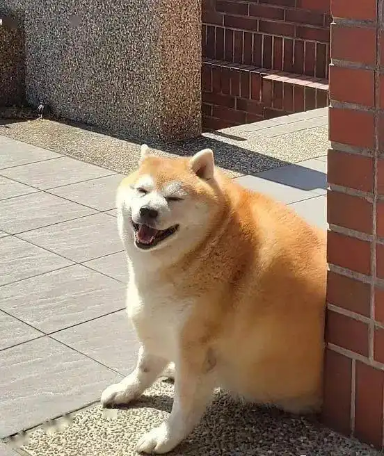  每天只吃一顿饭却仍然浑圆如猪,这只胖柴犬,可爱得让人心疼啊