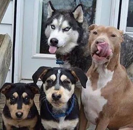 二哈表情包原型比特犬