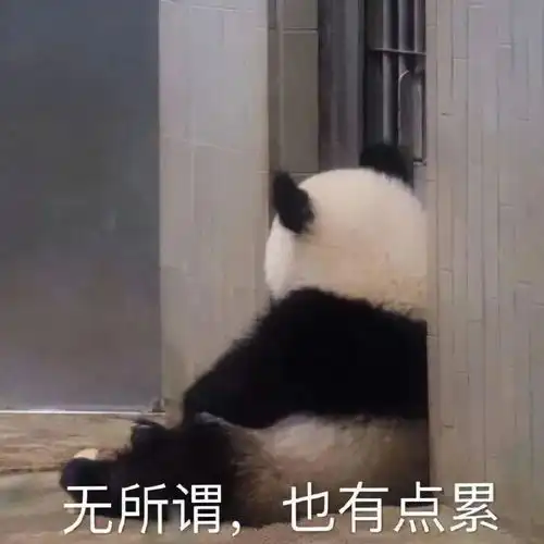 萌宠表情包gif头像
