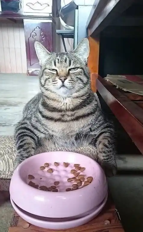 如何给猫咪换新牌子的猫粮,原来我们都错了  如何给猫咪换新牌子的猫粮,原来我们都错了