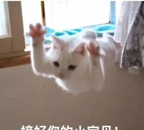  猫咪会怎样欢迎铲屎官回家呢