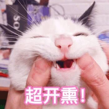 一把年纪可爱表情包养猫