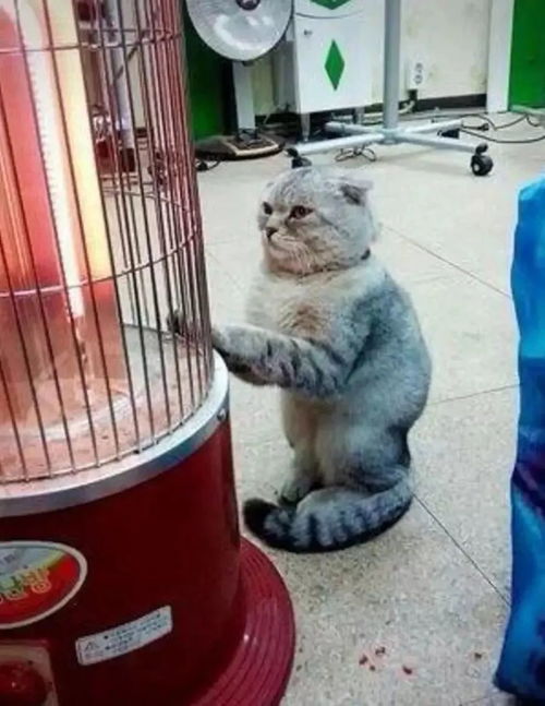 猫爪系列表情包暖炉