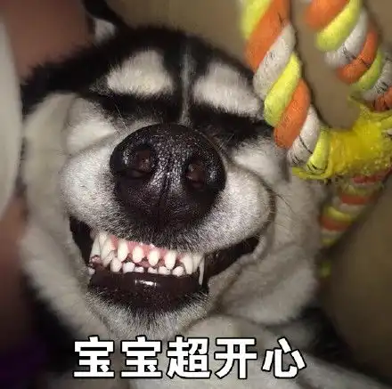  哈士奇表情包下载哈士奇表情包图片