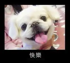 小狗的表情包