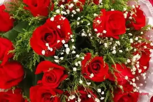  道歉送花有什么讲究