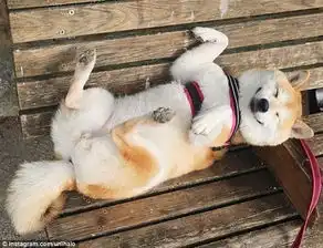  治愈系柴犬荡秋千乐的合不拢嘴