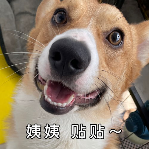  贴贴柯基表情包布丁