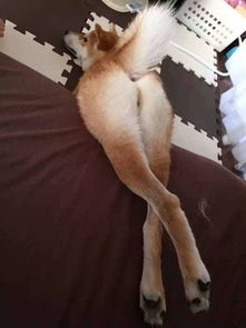  如果说哈士奇是狗中的表情帝,那柴犬绝对就是戏精奥斯卡都欠它一个小金人