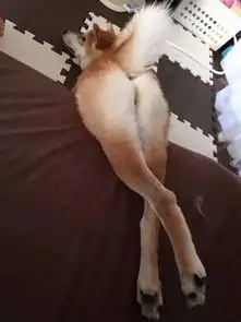  如果说哈士奇是狗中的表情帝,那柴犬绝对就是戏精奥斯卡都欠它一个小金人