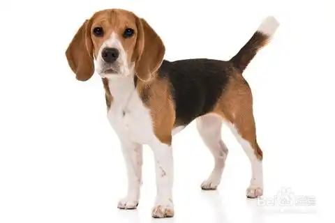  英国比格尔猎犬