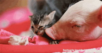  被遗弃的小猪仔和小猫咪在彼此拥抱中酣眠