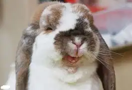 囧脸猫耷拉网络走红盘点超囧动物表情  囧脸猫耷拉网络走红盘点超囧动物表情