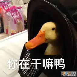  带我玩鸭鸭鸭图片刚下班鸭可爱鸭鸭表情包下载乐游网游戏下载