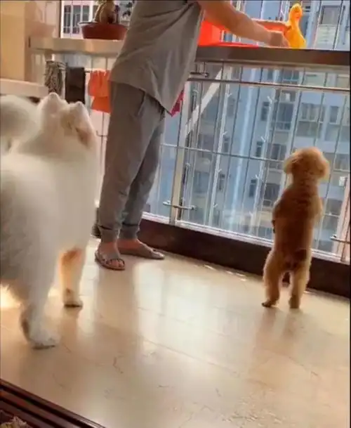  你家狗狗最爱的是你想多了,狗狗最爱的是...