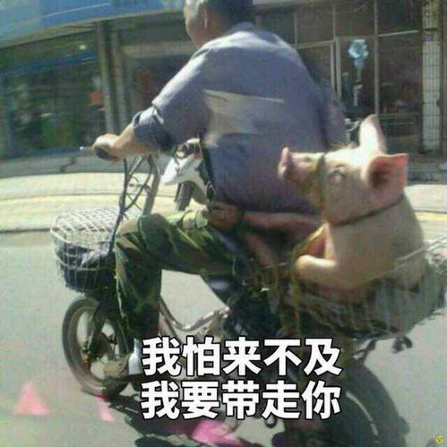  猪猪表情包来啦,来收图,把你猪手慢慢交给我,放下心中的困惑