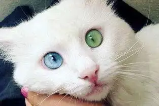  这只网红猫萌化了我的少女心