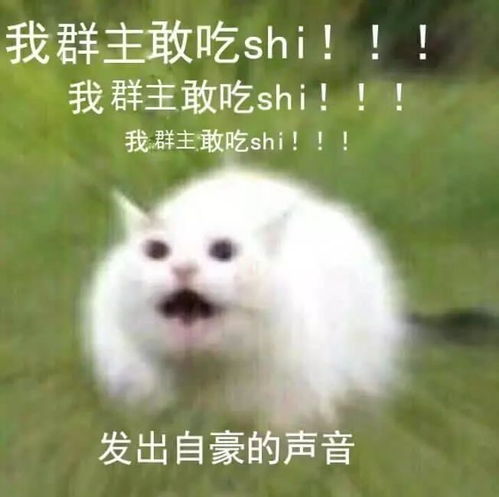  斗图表情包我们群主敢吃屎转发给你的群主