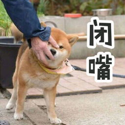  柴犬表情包你再捏我脸我和你急